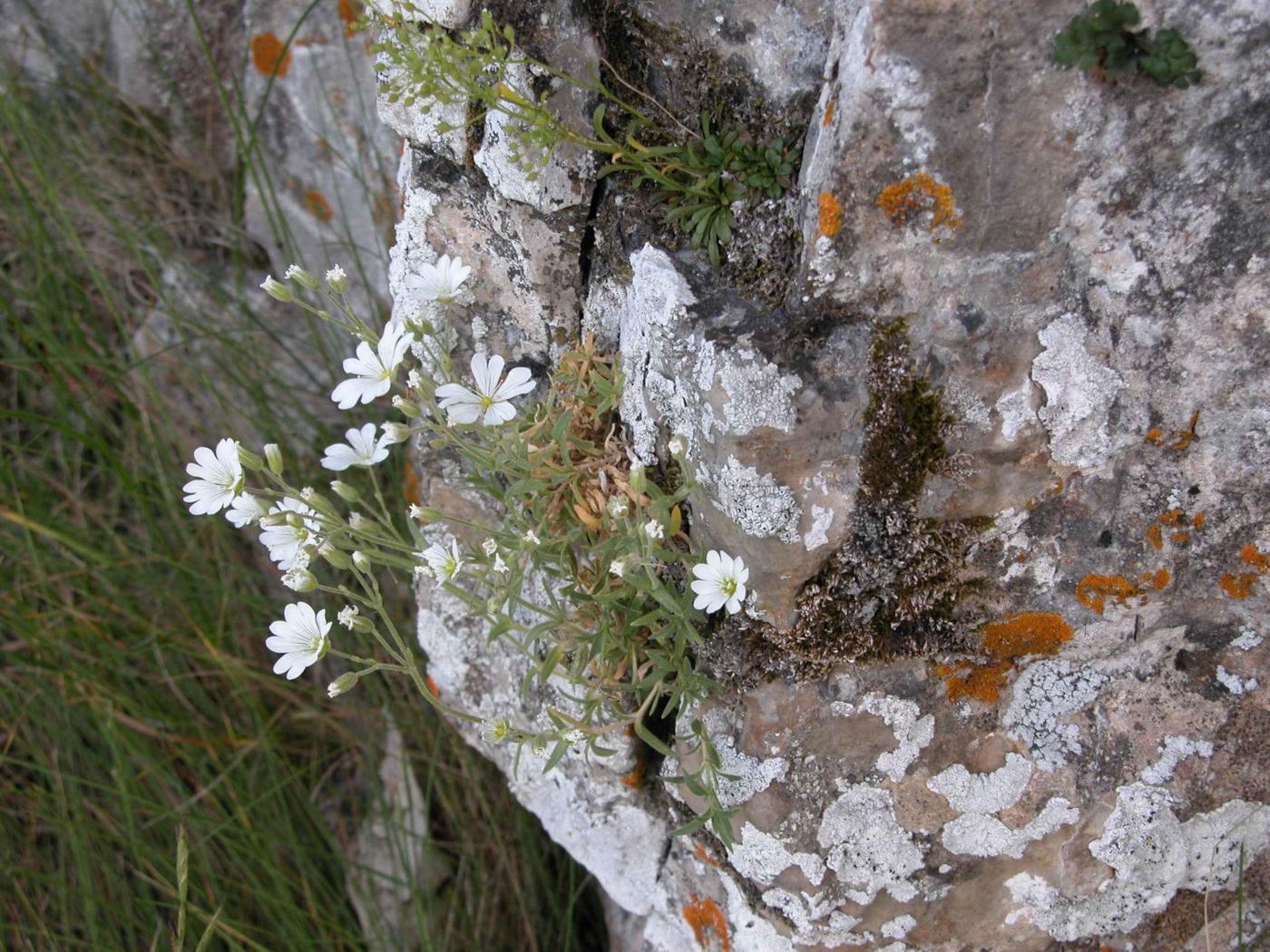 Snow-in-summer plant